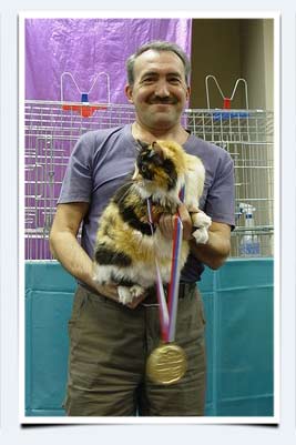 фото сколько весит курильский бобтейл кошка выставка кошек КЛК Бисер Пенза ноябрь 2014